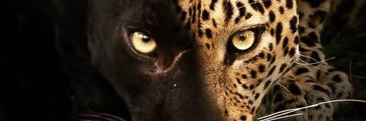 Aliceloucaa's profile banner image
