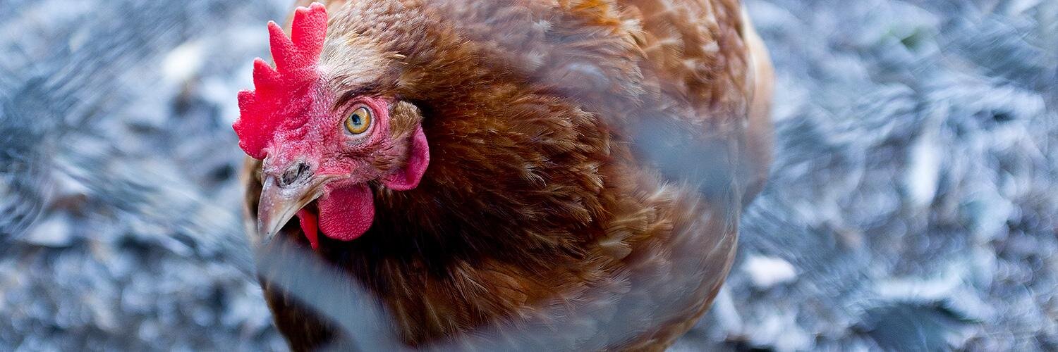 Michael Cockerham banner