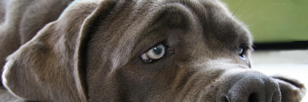 k9direction's profile banner image
