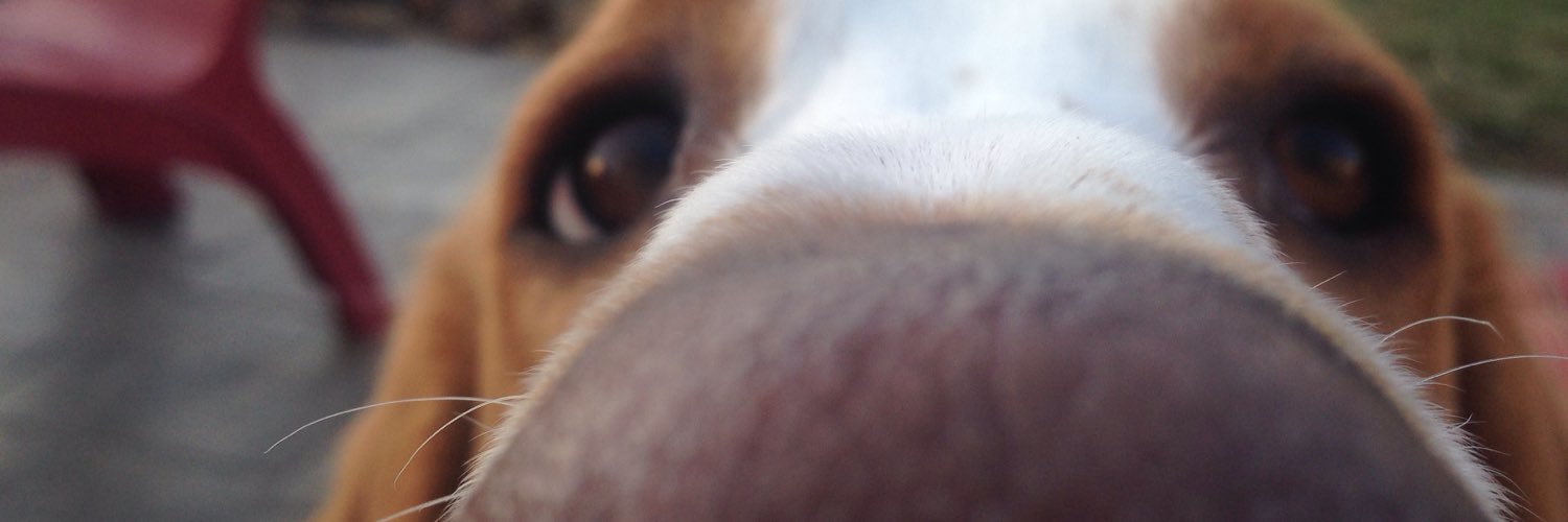 PolokeH's profile banner image