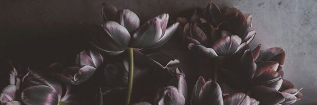 شَهْد banner