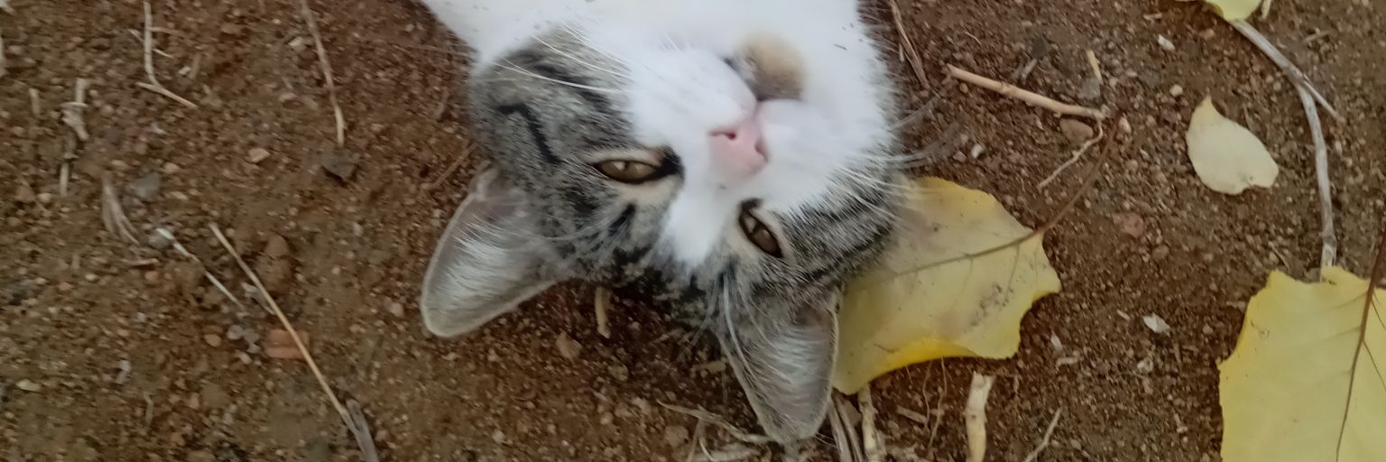 marjinalcemal's profile banner image