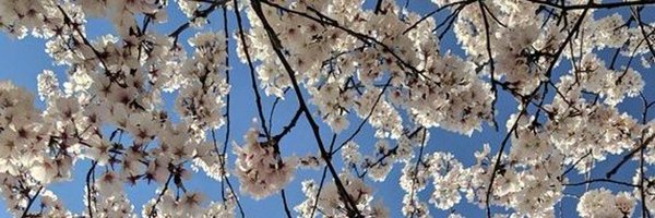 sanuukii Profile Banner
