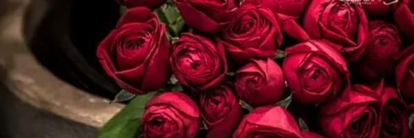 RaquelShuster's profile banner image