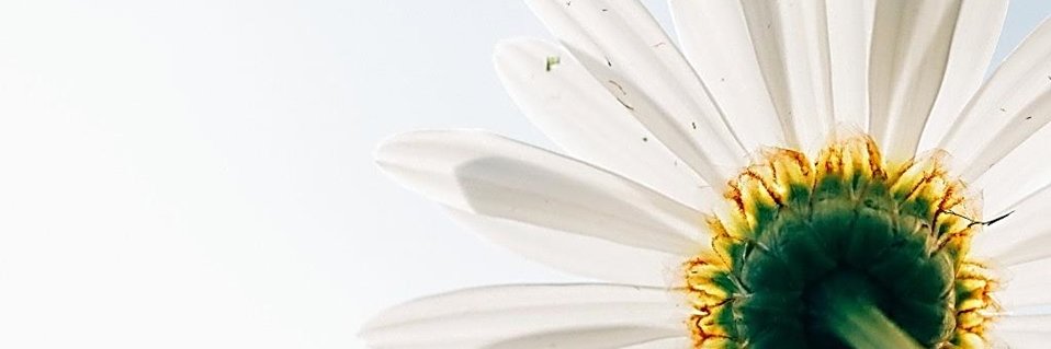 Proyecto_Brisa 🌻 banner