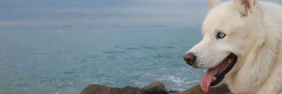 Dani Cucarella banner