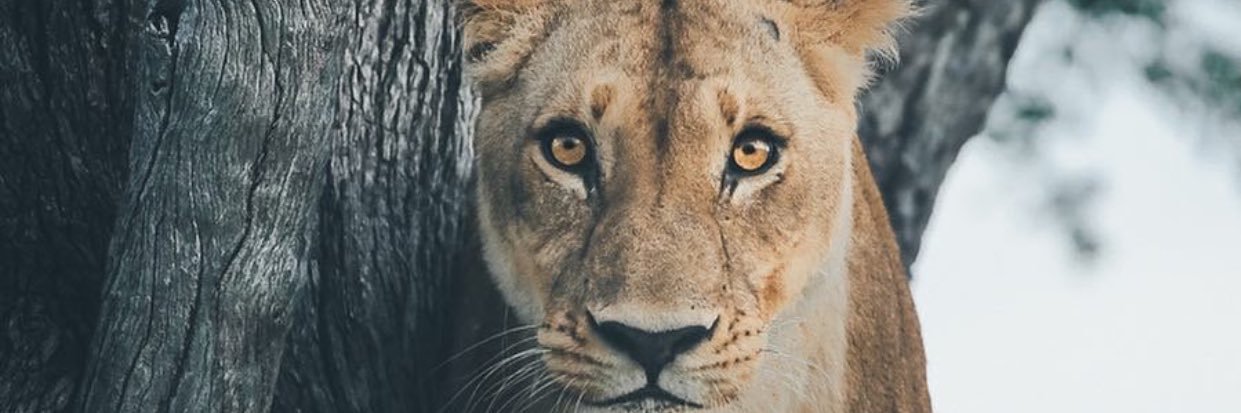 SoftCodePoetry banner