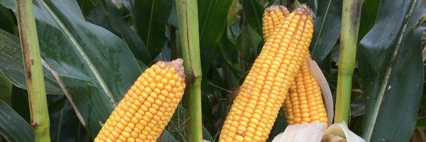 aaron_stevanus Profile Banner