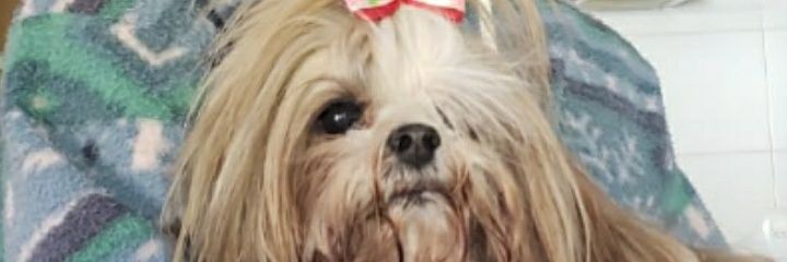 goiaba23l's profile banner image