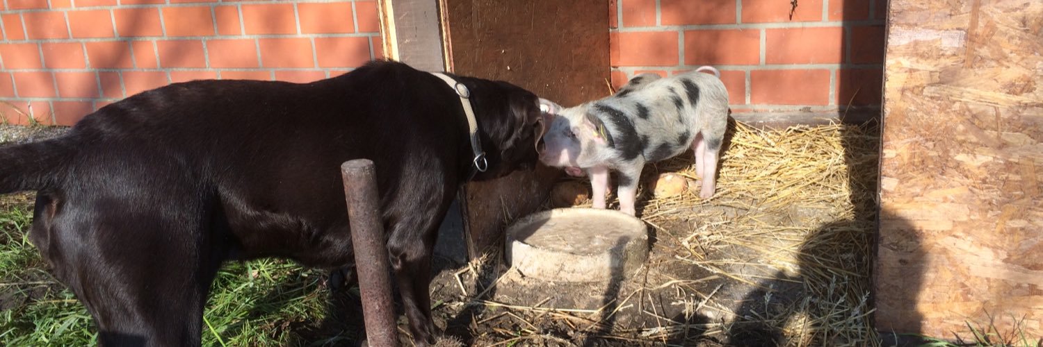 Markus Storck banner