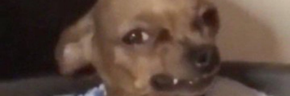 buchiboo🌸💕 banner