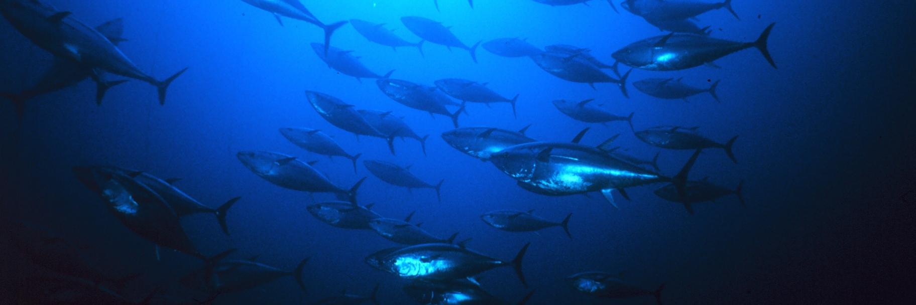 Bluefin Strategy banner