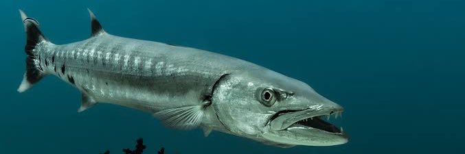 SWIG the Big Fish 🎏 banner