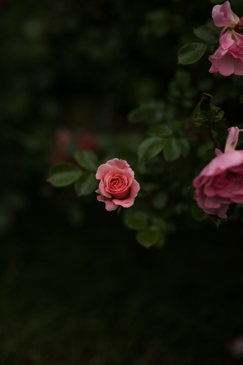 Zkya_'s profile banner image