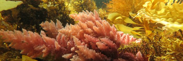 SmithCoralReef Profile Banner