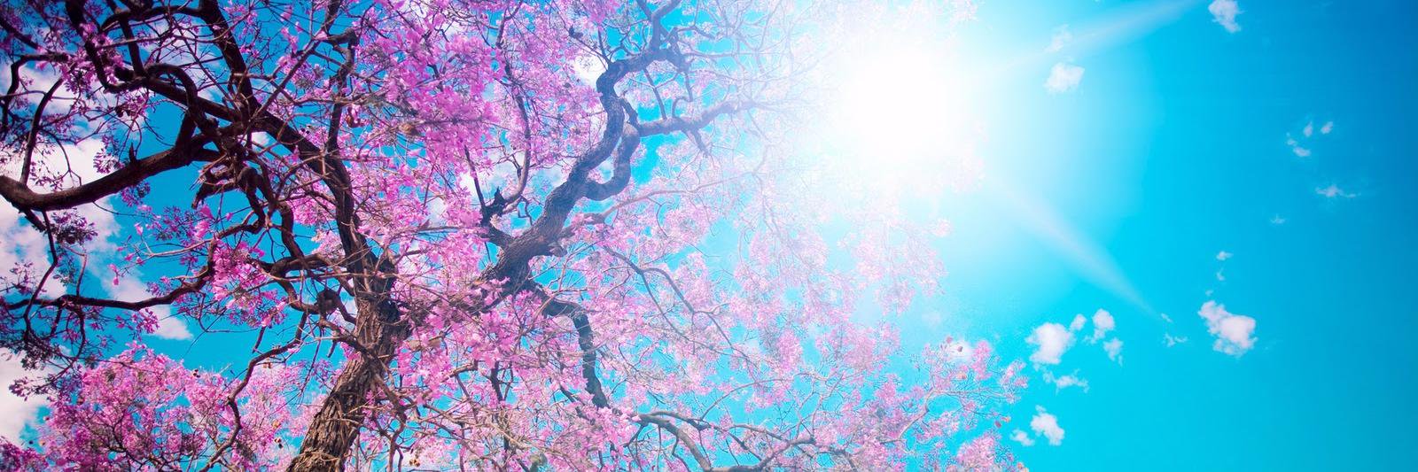 Lydia Wessels banner