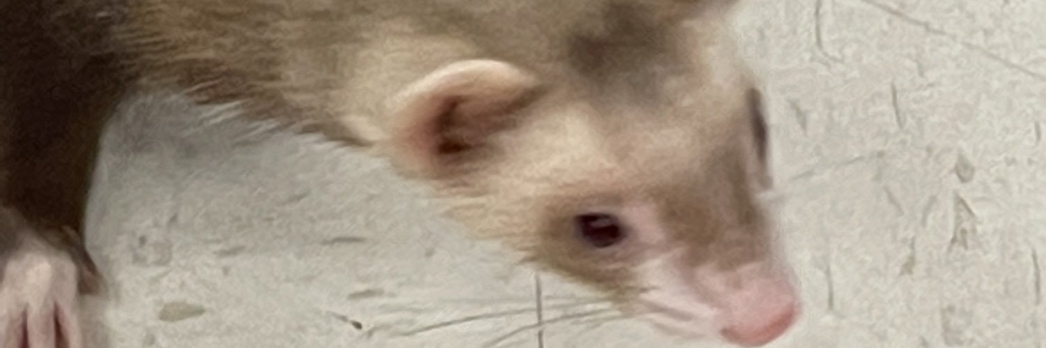 SternJustice banner