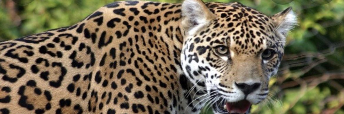 ClassicalCat08's profile banner image