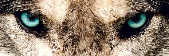 WalkerWerewolf's profile banner image