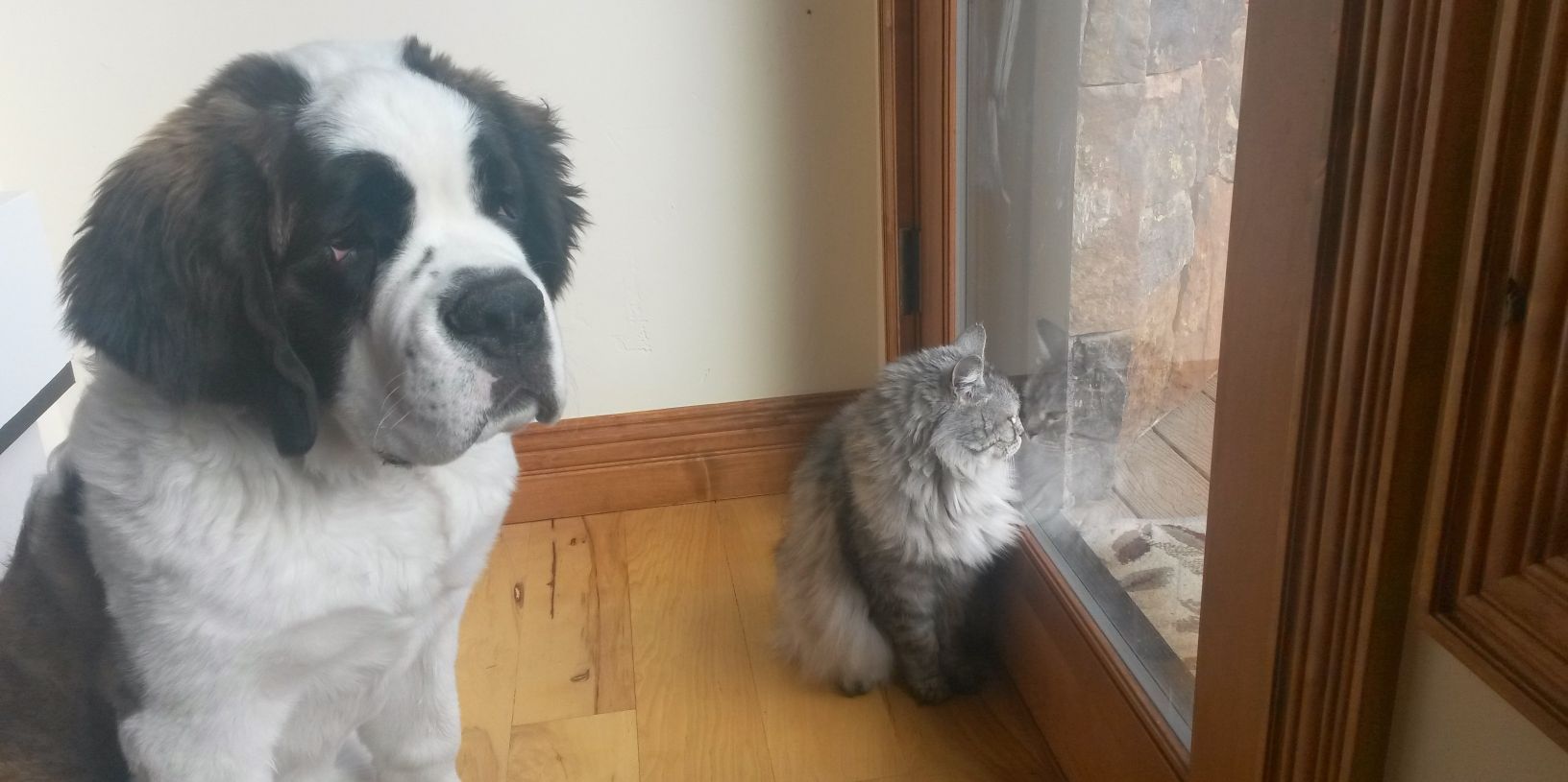 Rebecca Jones banner