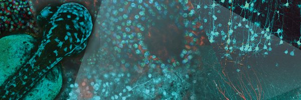 Femtonics Profile Banner