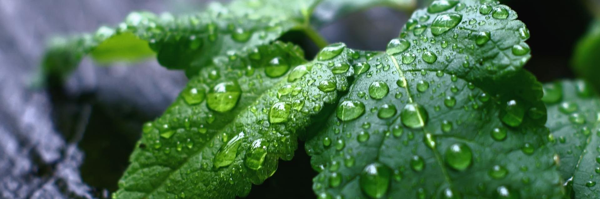 FreshLiquidMint's profile banner image