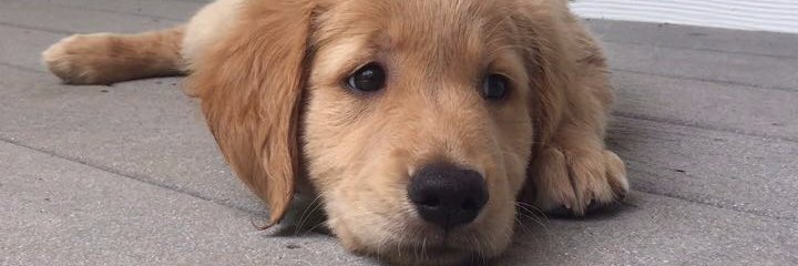 MK_and_Dog's profile banner image