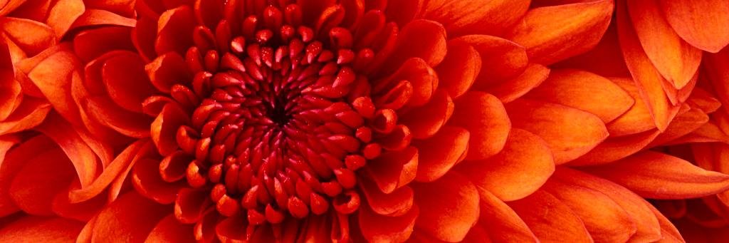 Jessica Collins banner