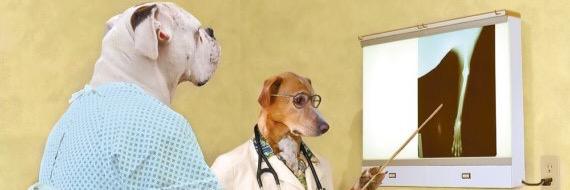 DrDogMD's profile banner image