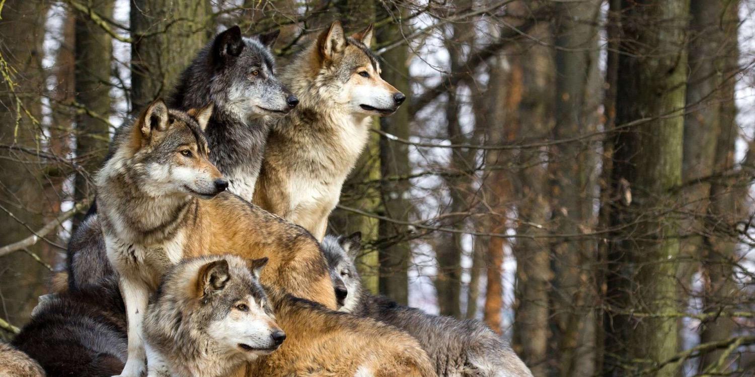 Moonlight RPG banner