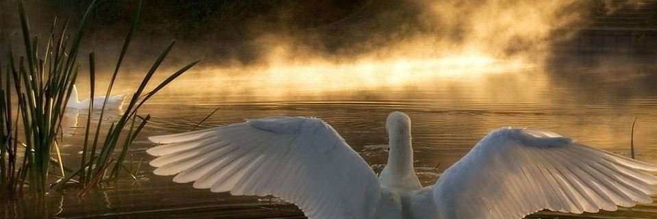 Artemis Theofilou banner