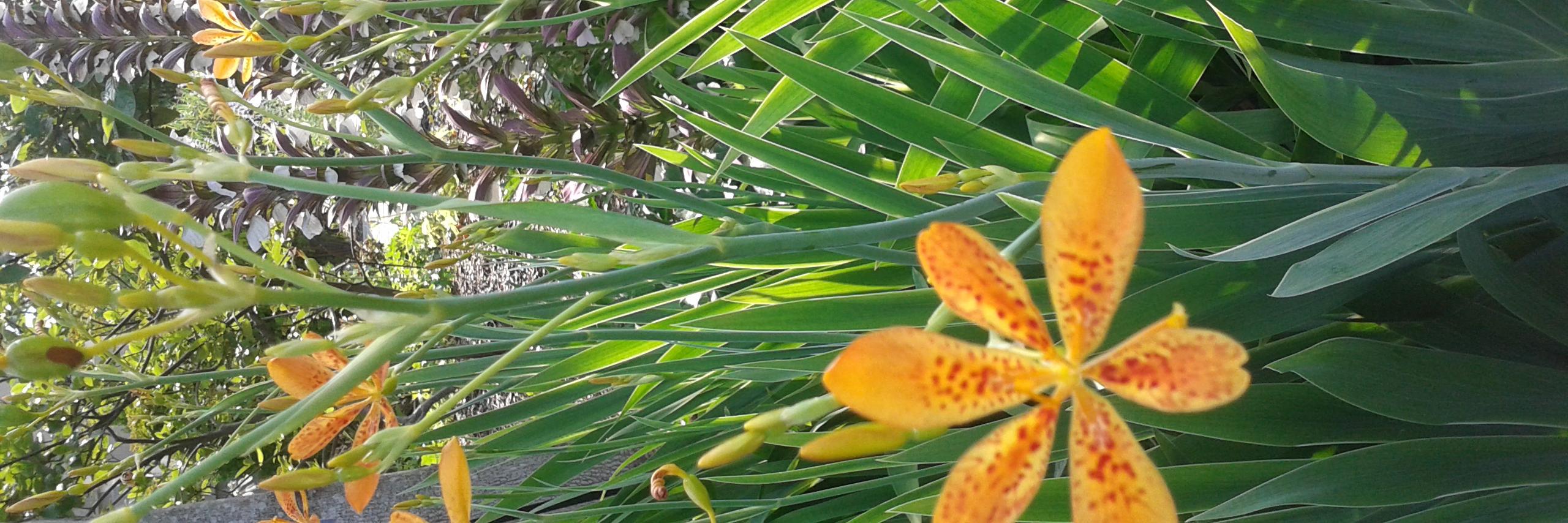 Creative Investment Research banner