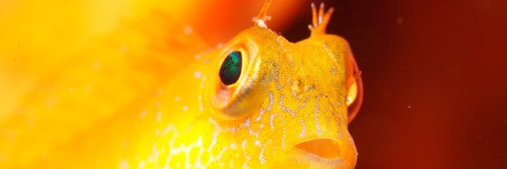 Ocean_Nati's profile banner image