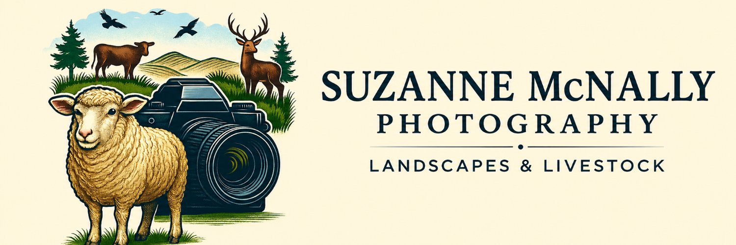ContactSuzanne's profile banner image