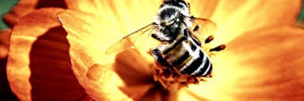 BeebustersItaly Profile Banner