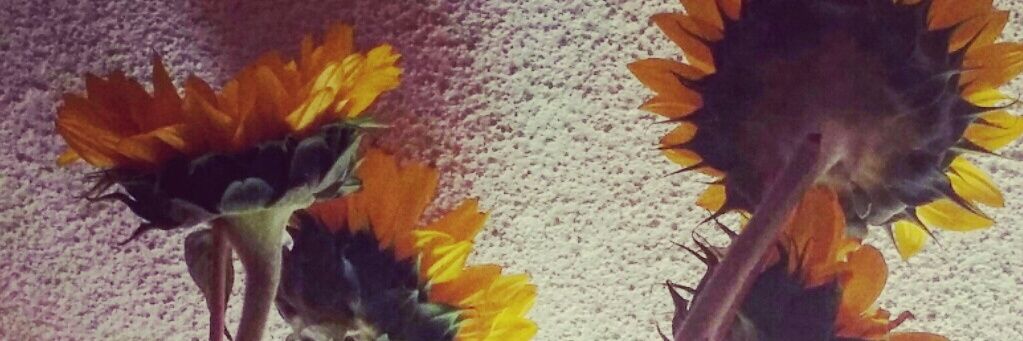 littledahe's profile banner image