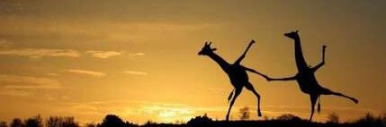 girafando_'s profile banner image