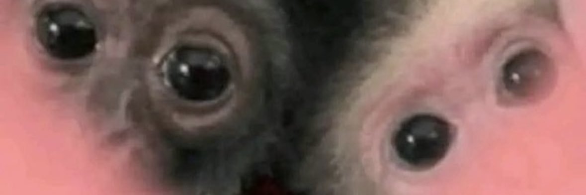 shortyjayn's profile banner image