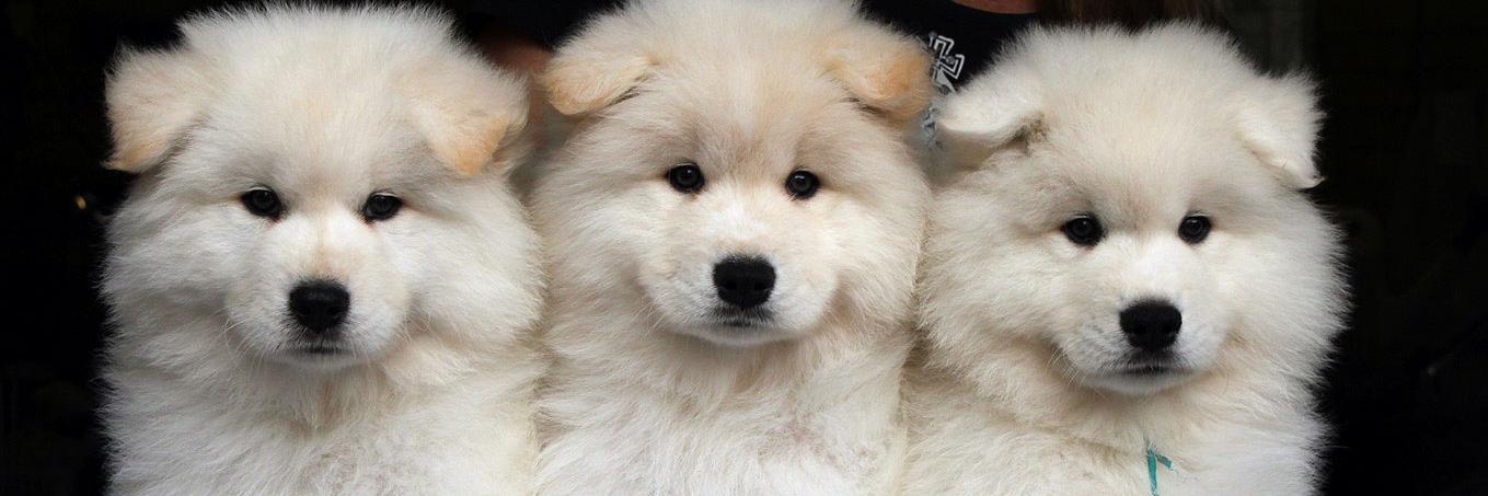 Samoyed54's profile banner image