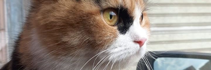 RawandM7amd's profile banner image