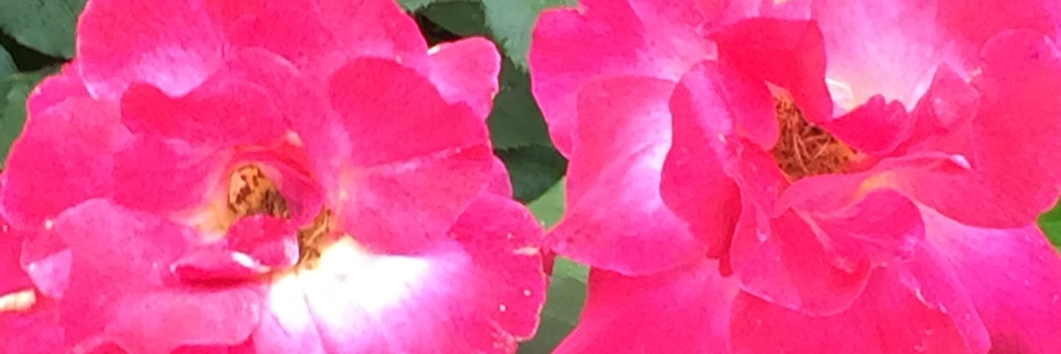 DeniseRuberto's profile banner image