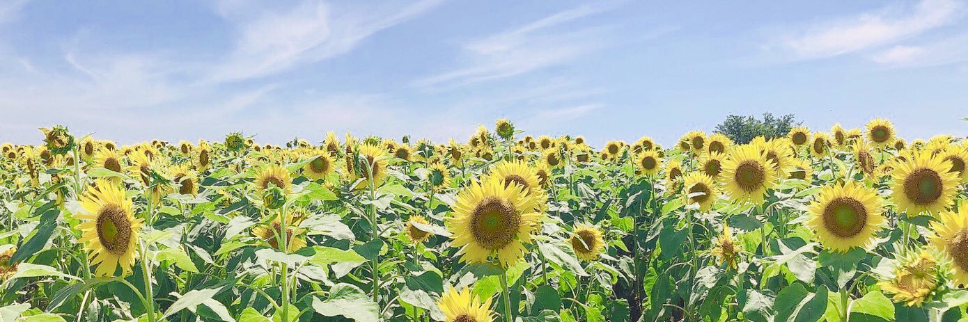 Rmekk2's profile banner image