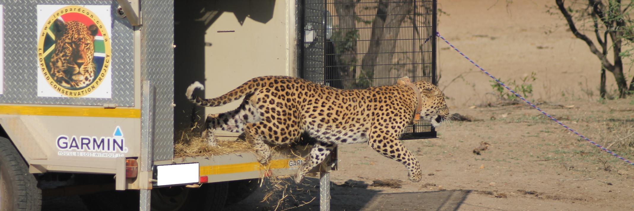 leopardconserve's profile banner image