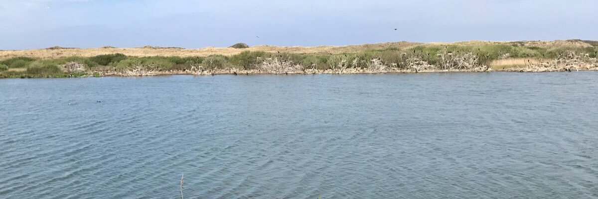 corinadejongh's profile banner image