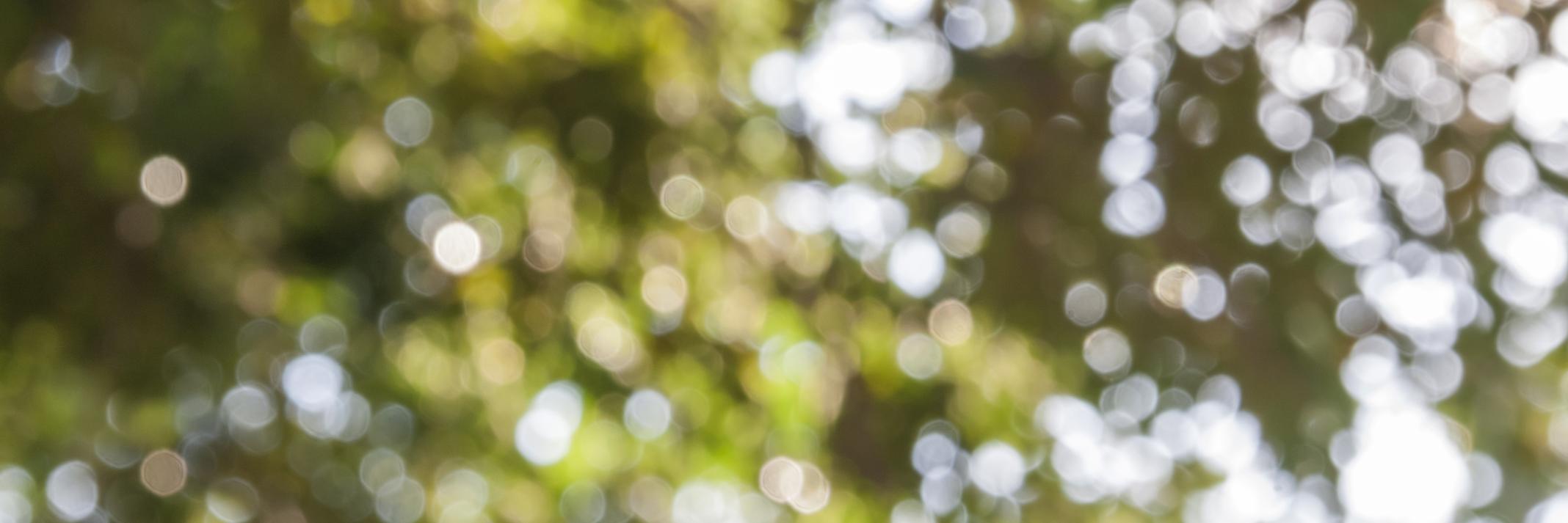 FoliageFilms banner