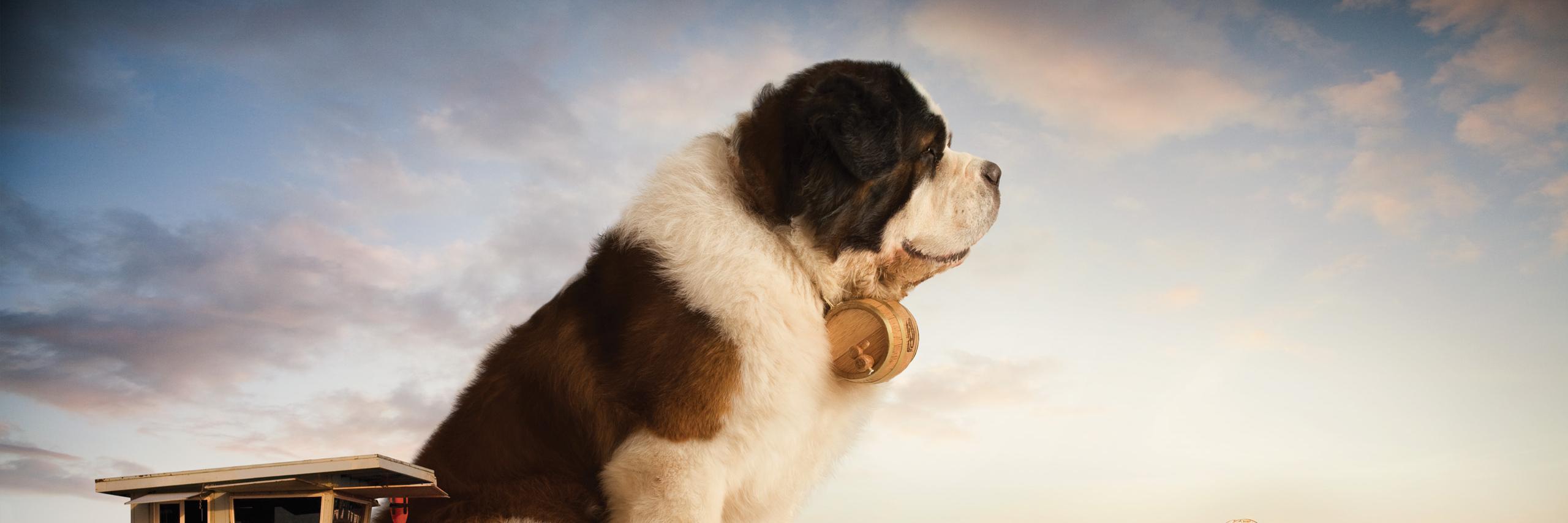 Saint_Bernard1's profile banner image