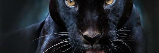 CtaCengis's profile banner image