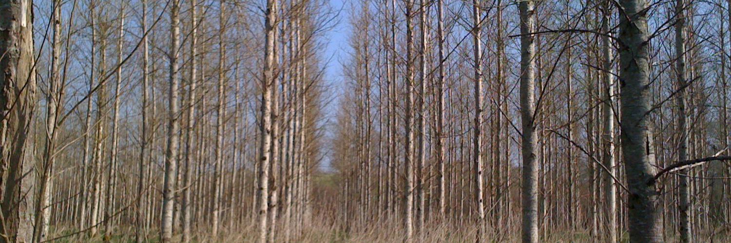 Claire Berliner banner