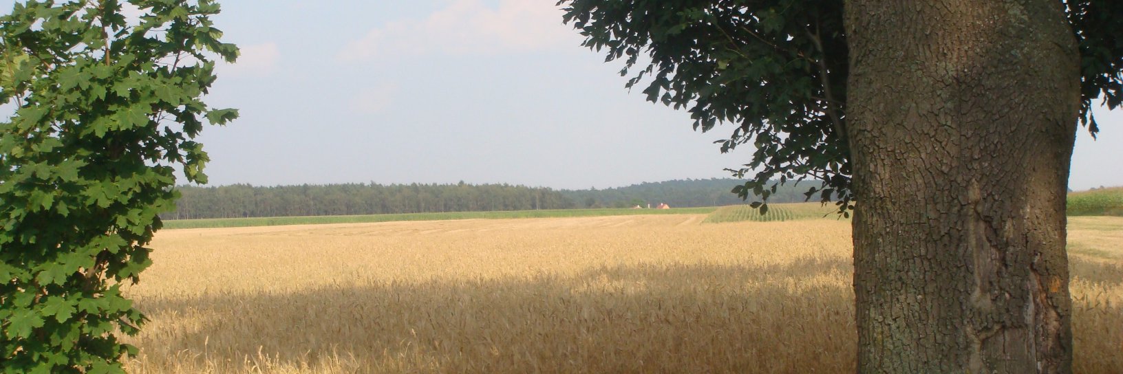 mirkobak's profile banner image