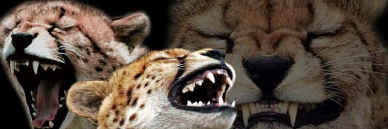 Dajforever's profile banner image